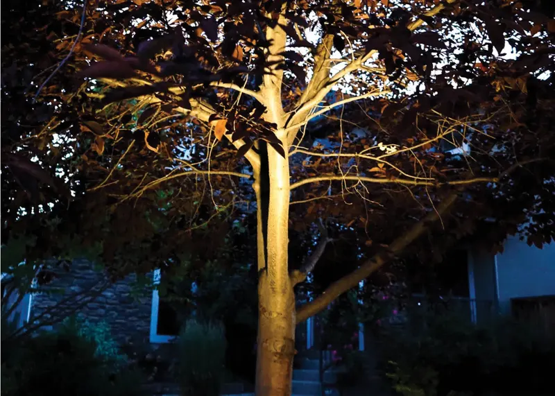 A single flood light lifting a mature tree out of the dark