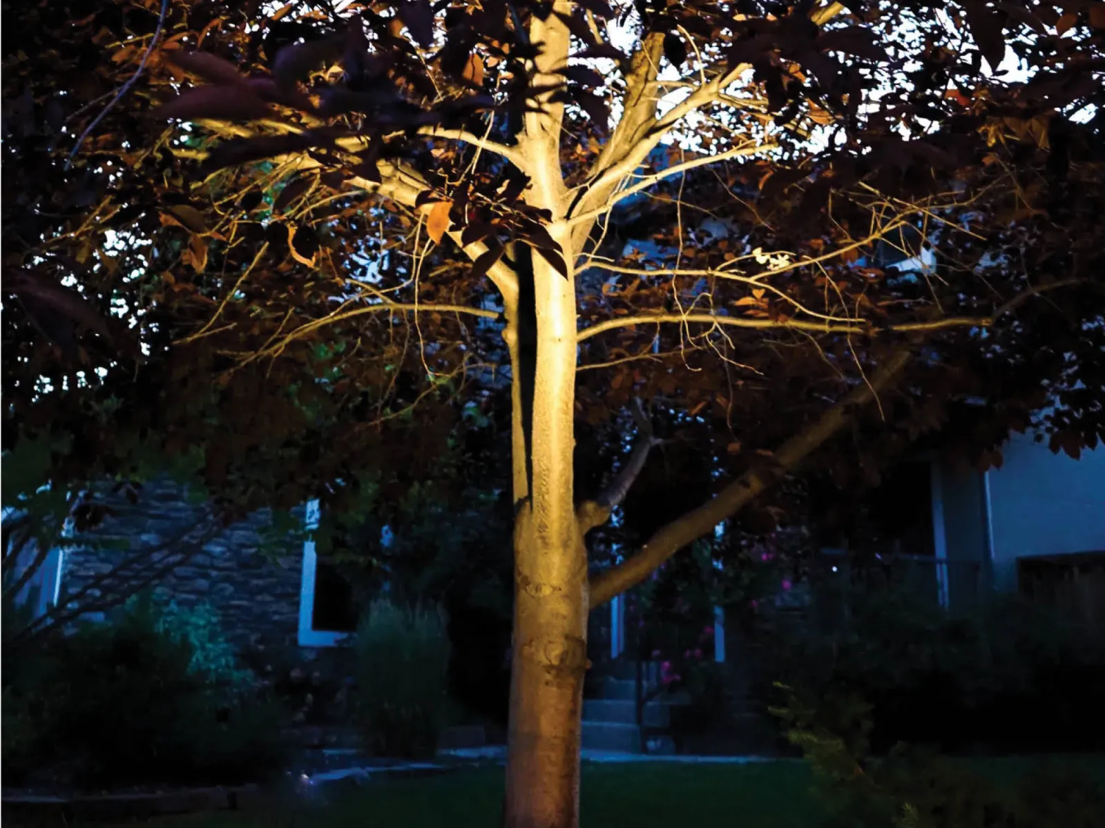 Tree lit from below by a warm white flood light