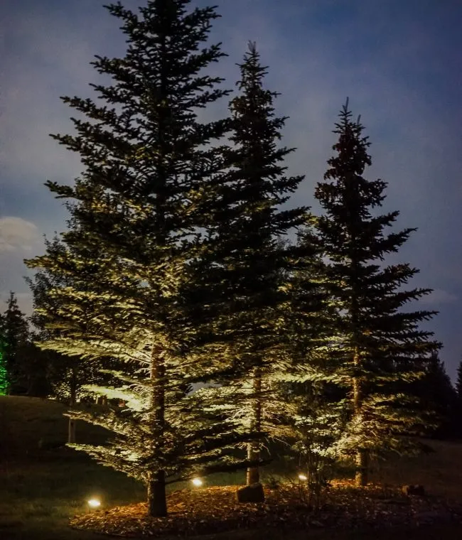 Evergreen trees uplit in warm white